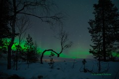 Baum verneigt sich vor Polarlicht