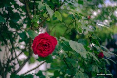 Rote Rose im Garten