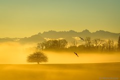 Morgenstimmung