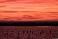 Flamingo-Glut