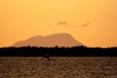 Flamingo-Gold