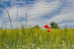 Mohnblume