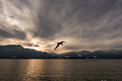 Möwe im Flug