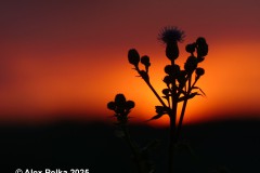 Abendstimmung