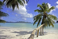 Palmenstrand (Seychellen)