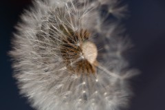 Verblühter Löwenzahn