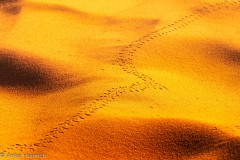 Spuren im Sand