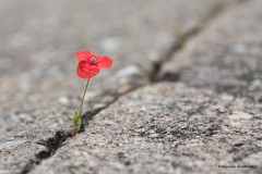 Minimohn