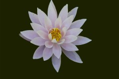 Seerose