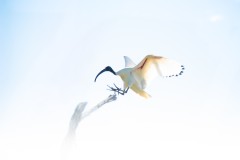 Anflug