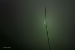 Lichtblick