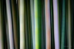 Bambus
