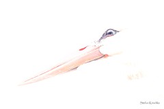 Im Auge des Storches