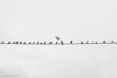 High Voltage Meeting