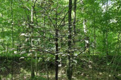 Unsichtbarer Baum