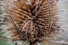 Kreuzspinne