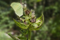 Blatt oderTier
