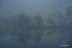 Dorfweiher im Nebel
