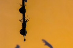 Schattenspiel