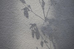Schatten