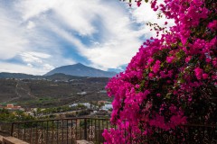 Bougainvillea auf Teneriffa