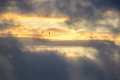 Zwei Kraniche am Morgenhimmel