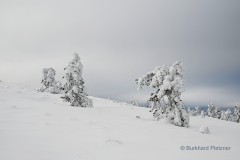 Bäume im Schnee (Finnland)