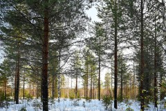 Wald in Lappland