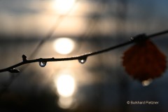 Sonnenaufgang mit Tautropfen