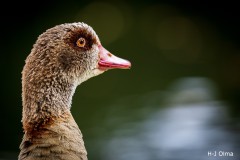 Wachsamer Blick einer Nilgans