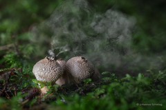 Boviste, die von Wassertropfen getroffen Sporen abgeben