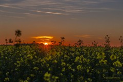 Sonnenuntergang hinter einem Rapsfeld