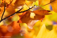 Herbstfarben (1)