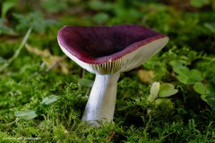 Dunkelroter Stachelbeer-Täubling