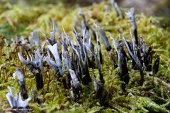 Geweihförmige-Holzkeule