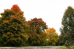 Herbstfärbung