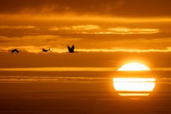 Kranichflug der Sonne entgegen