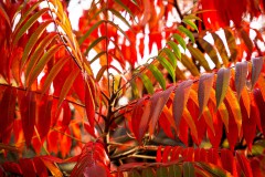 Herbstfarben (4)