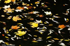 Badetag für Blätter