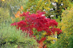 Bäume in Herbstfarben