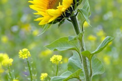 Sonnenblume im Herbst