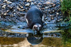 Pinguin
