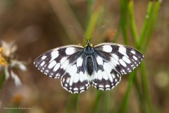 Schachbrettfalter