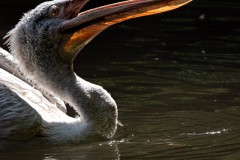 Krauskopfpelikan mit Fisch