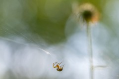 Streifenkreuzspinne
