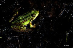Teichfrosch von oben