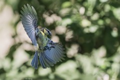 Kohlmeise im Landeanflug