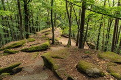 Gratweg am Klingelstein (Pfälzer Wald)