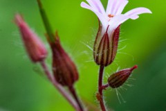 Ruprechtskraut Blüte