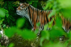 Beton-Tiger